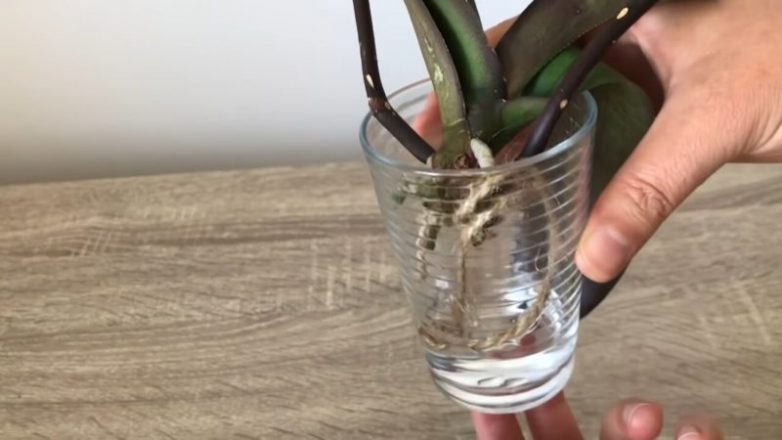 Спасение орхидеи с гниющими корнями