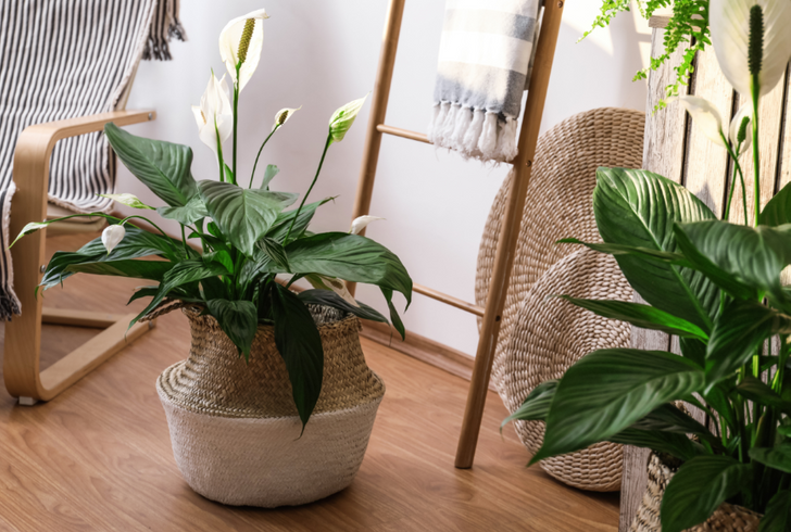 Неприхотливые комнатные растения, которые цветут даже у тех, кто загубил пластиковый кактус