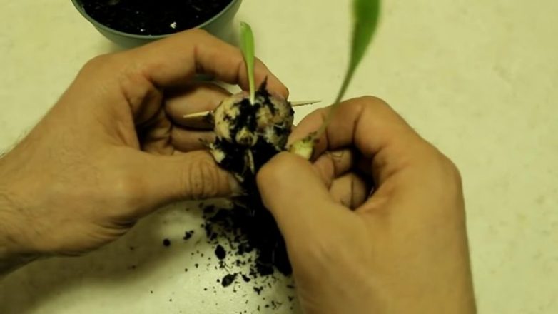 Невероятный трюк размножения гиацинта