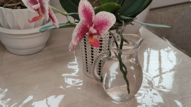 Как правильно простимулировать рост орхидеи