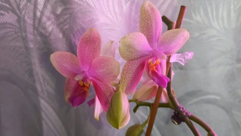 Эффективный метод полива орхидеи