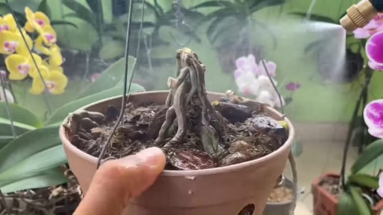Как омолодить пожилую орхидею