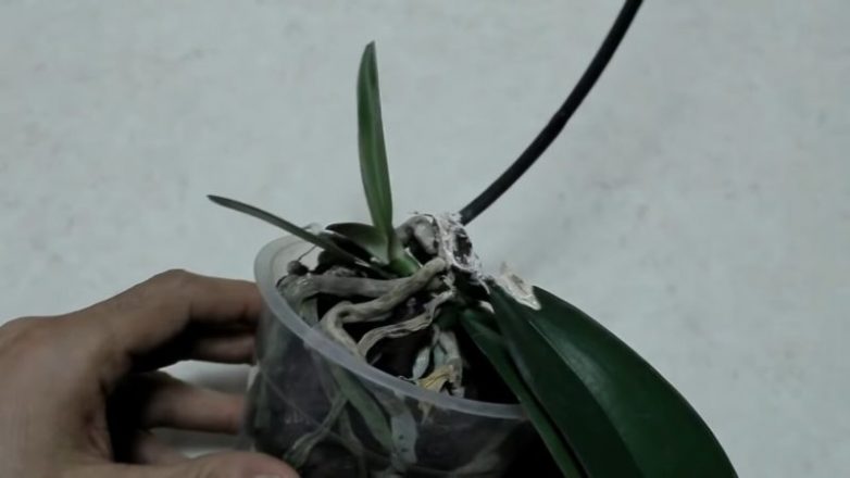 Как из одной орхидеи сделать две