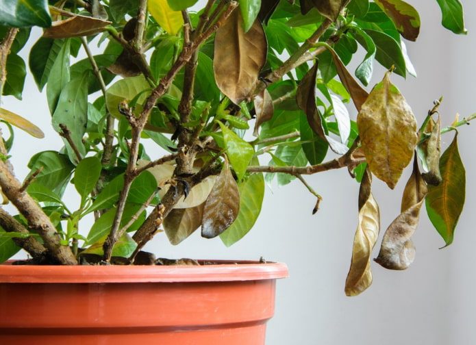 Проблемы комнатных растений, которые сразу видны по листьям