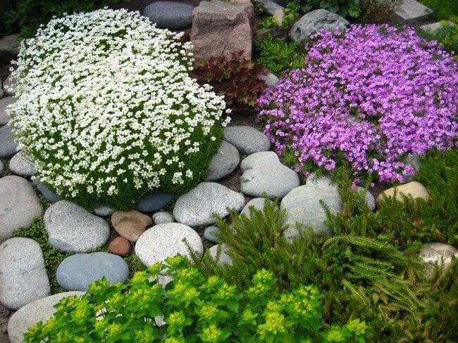 Красивые почвопокровные растения для создания особой атмосферы в саду