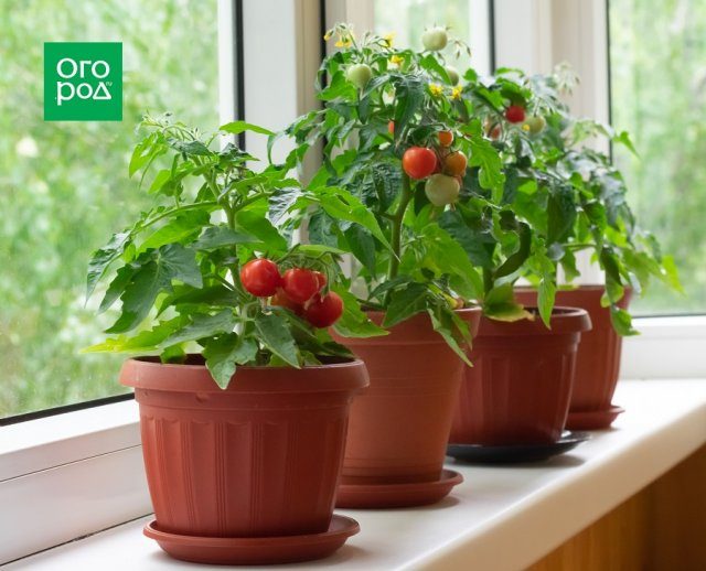 Как получить урожай томатов в июне