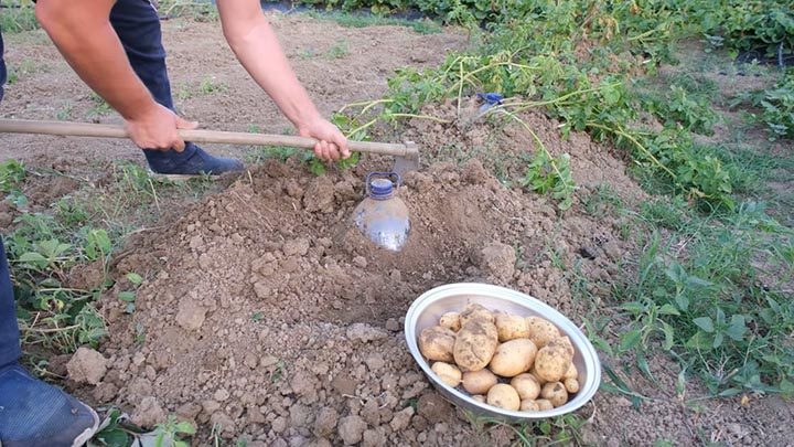 Как легко вырастить картофель благодаря 5-литровым бутылкам