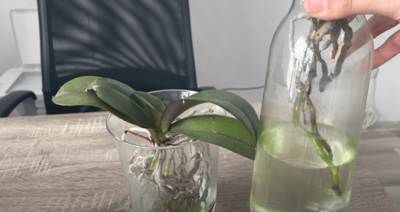 Выращивание орхидеи без грунта