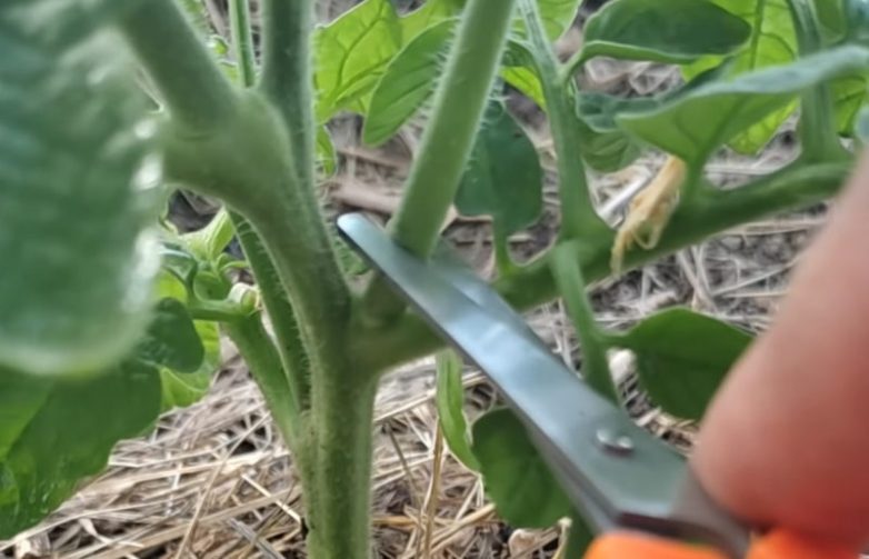 Как правильно удалить пасынки на помидорах