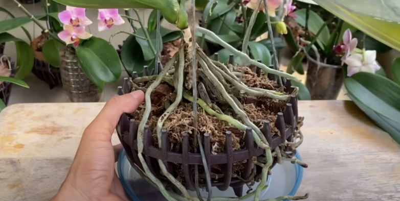 Что делать если орхидея перестала расти