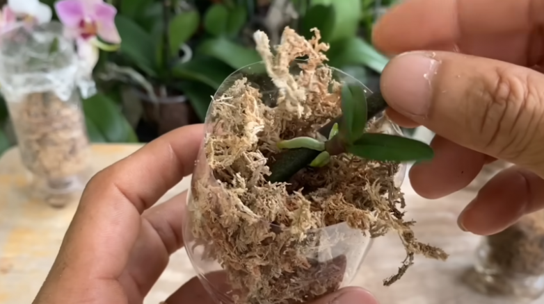 Простой способ размножения орхидей