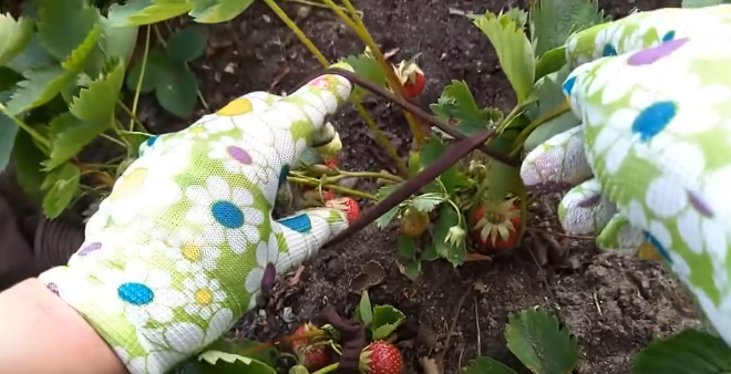 Секрет, чтобы ягоды клубники не гнили на грядке
