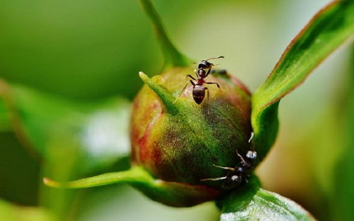 Как избавиться от муравьев на пионах