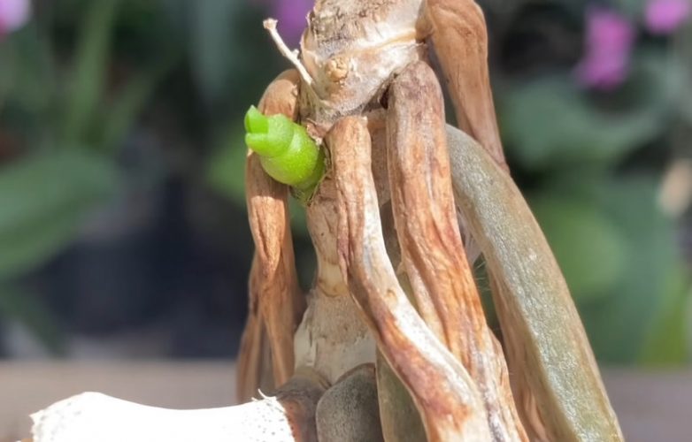 Как восстановить орхидею при помощи куркумы