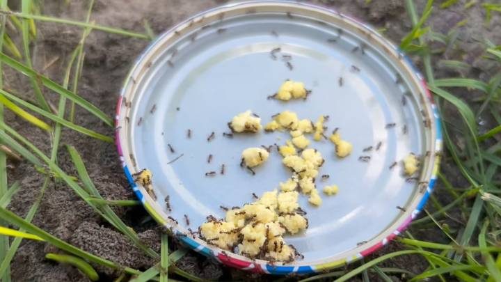 Средство, которое поможет полностью избавиться от муравьёв в огороде