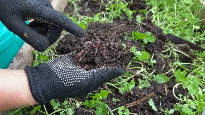 Посейте этот сидерат после уборки томатов для оздоровления почвы