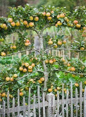 Уникальный метод выращивания фруктовых деревьев