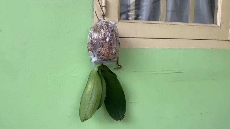 Необычный способ восстановления корней орхидеи
