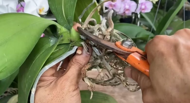Необычный способ восстановления корней орхидеи