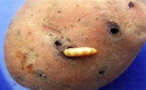 Как избавиться от проволочника на картофеле