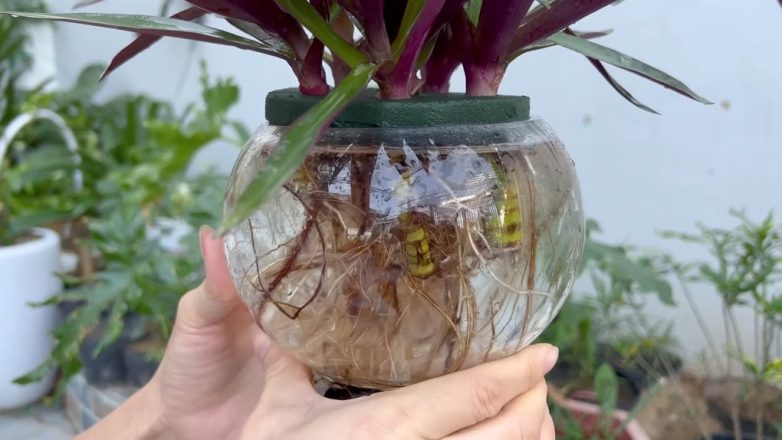 Как размножить комнатные растения в стеклянной колбе