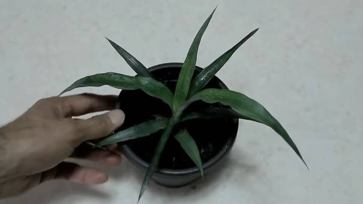 Как вырастить ананас из семян