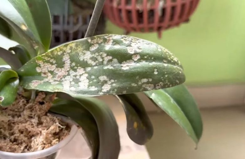 Рецепт эффективного средства, которое защитит орхидею от насекомых