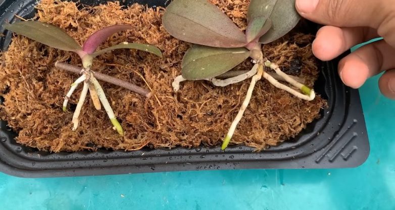 Как быстро вырастить много орхидей из цветоноса