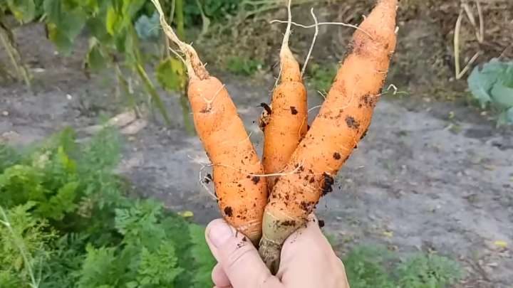 Удобный посев моркови в яичные лотки