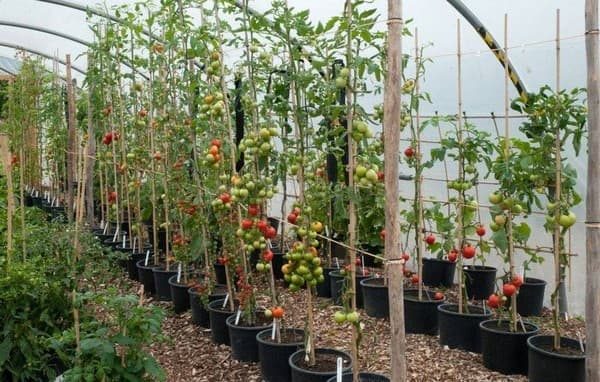 Способ выращивания помидоров без грядок