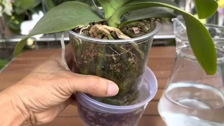 Подкормка орхидеи для пышного цветения