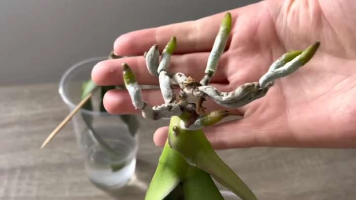 Как оживить умирающую орхидею