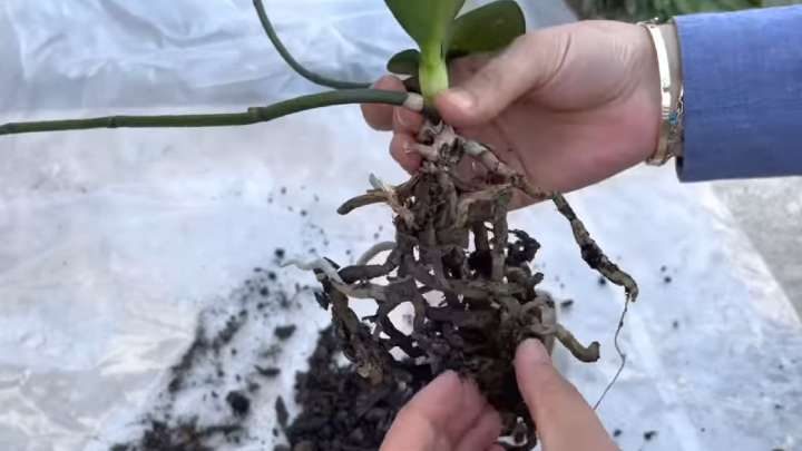 Как оживить умирающую орхидею