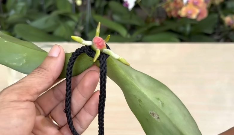 Копеечное средство, которое помогло вернуть к жизни орхидею с гнилым стеблем и без корней