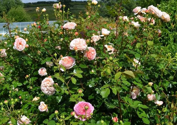 Самые красивые сорта роз мира