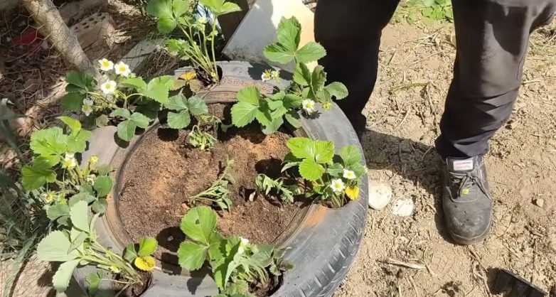 Как вырастить клубнику в крошечном саду