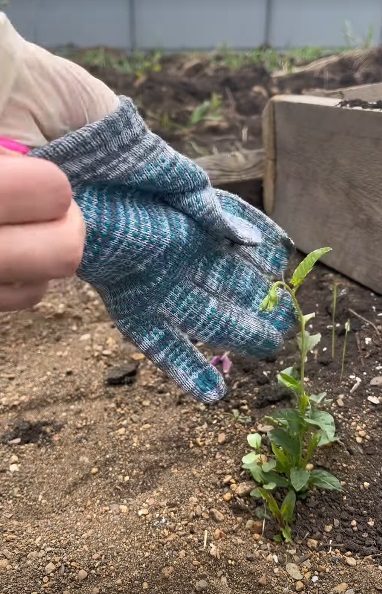 Как уберечь руки от загрязнения, работая на огороде