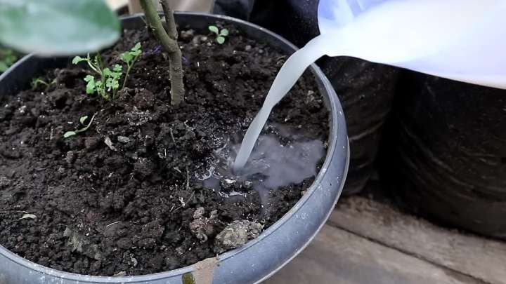 «Вкусная» подкормка для растений из яичной скорлупы