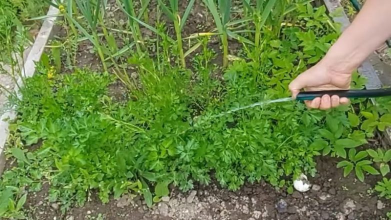 Система полива огорода без насоса