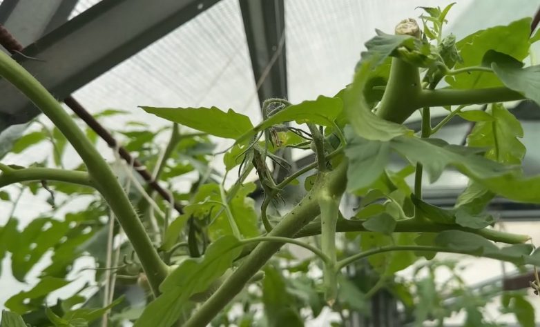 Зачем останавливать рост томатов