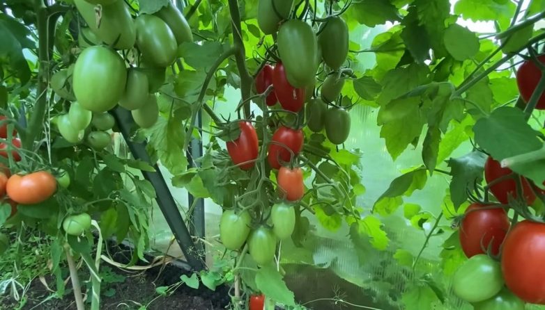 Зачем останавливать рост томатов