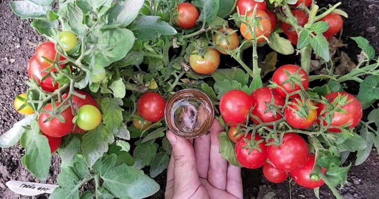 4 шага к отменному урожаю томатов