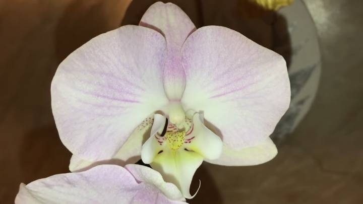 2 натуральные и недорогие подкормки для орхидеи