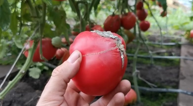 На что следует обратить внимание при выборе томатов на семена