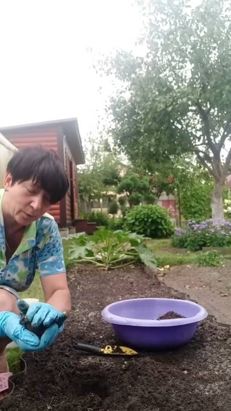 Как правильно рассадить клубнику