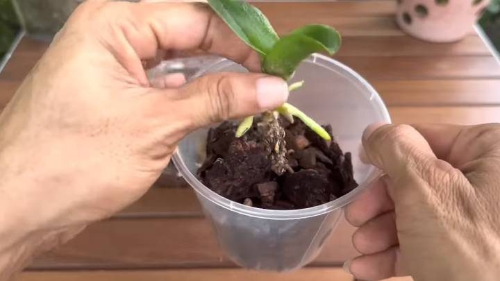 Как возродить  сухой пенёк орхидеи