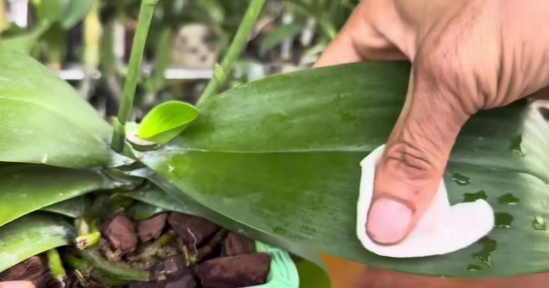 Копеечное средство для выращивания орхидеи