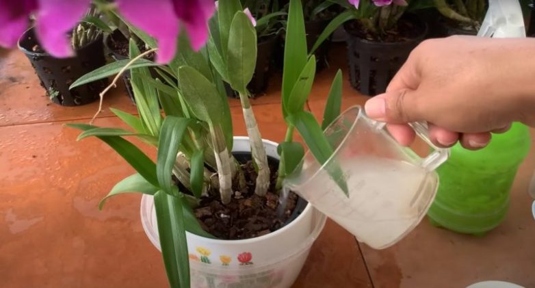 Удобрение для орхидеи, которое можно найти на кухне