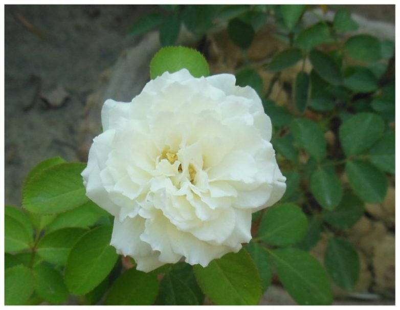 Самые красивые сорта белых роз