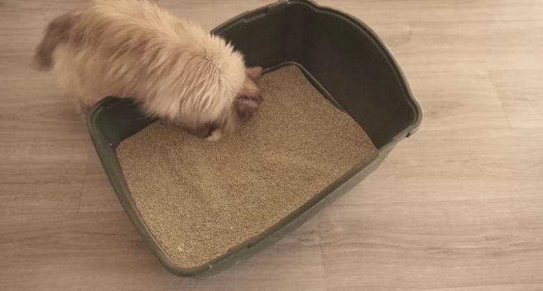 Зачем добавлять соду в лоток кошачьего туалета